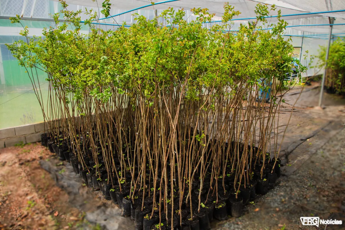 Dezenas de mudas de árvores nativas em saquinhos plásticos organizadas dentro de viveiro para distribuição no Junho Verde em Fazenda Rio Grande.