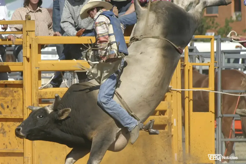 Peão profissional de rodeio montando touro de grande porte em salto vertical durante competição na arena. Detalhe da estrutura do brete ao fundo. Foto do banco de imagens Pexels.